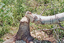 American beaver