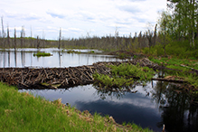 American beaver