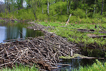 American beaver