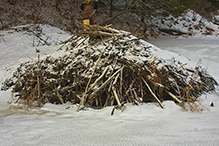 American beaver