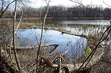 American beaver