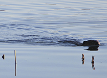 American beaver