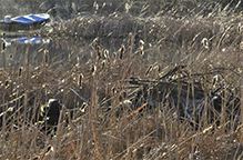 American beaver