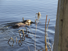 American beaver