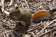 American red squirrel