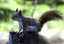 American red squirrel