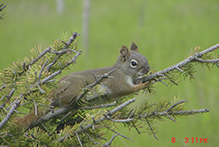 American red squirrel