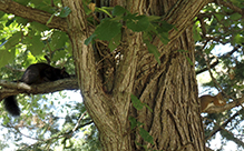 American red squirrel