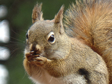 American red squirrel