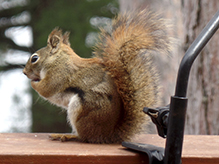 American red squirrel