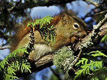 American red squirrel