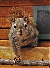 American red squirrel