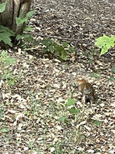 American red squirrel