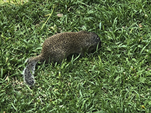 Franklin’s ground squirrel
