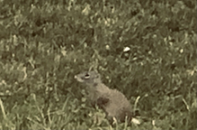 Franklin’s ground squirrel