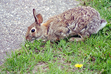 Mearns’ cottontail