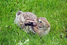 Mearns’ cottontail