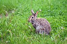 Mearns’ cottontail