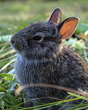 Mearns’ cottontail