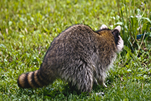 Upper Mississippi Valley raccoon