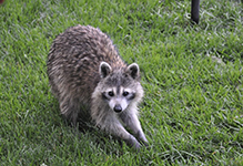 common raccoon