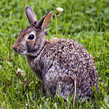 Eastern Cottontail