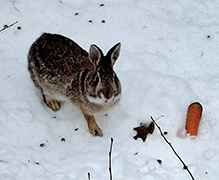 Eastern Cottontail