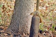 Eastern Fox Squirrel