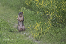 Eastern Fox Squirrel