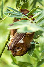 eastern red bat