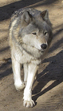 gray wolf