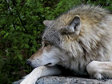 gray wolf