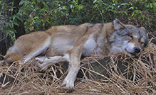 gray wolf