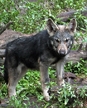 gray wolf