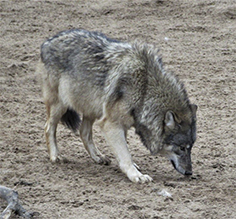 gray wolf