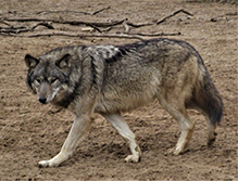 gray wolf