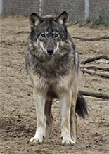 gray wolf