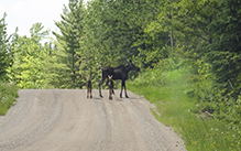 moose