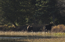 moose