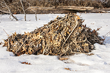 muskrat