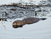 muskrat