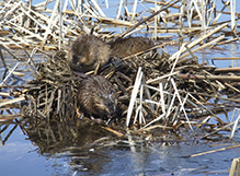 muskrat