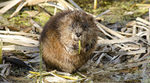 muskrat