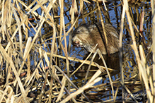 muskrat