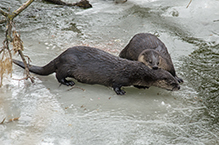 northern river otter