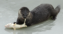 northern river otter