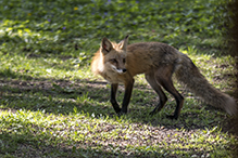 red fox