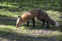 red fox