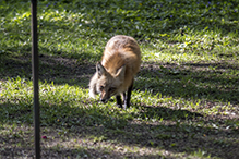 red fox