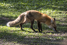 red fox